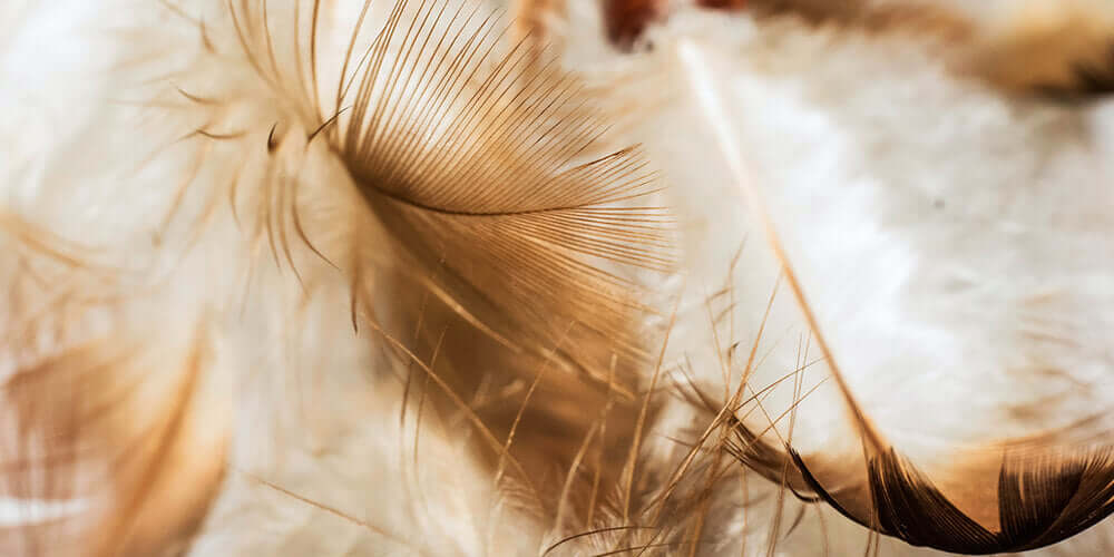 Comment entretenir un oreiller en plumes ? Image